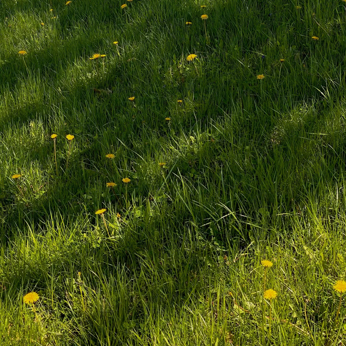 Supportive behavioral health conversation